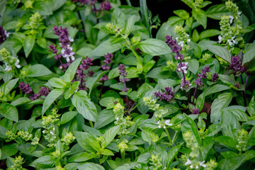 Basil grows beautifully in the garden among bright greenery, cultivated plants