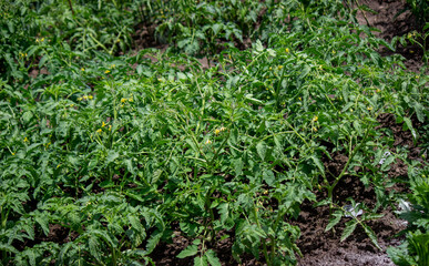 tomatoes, garden, farming, plants, agriculture