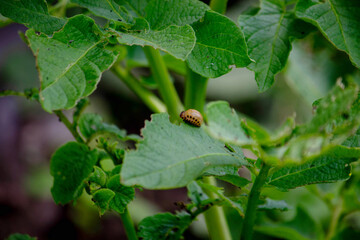 Colorado potato beetle with yellow-black stripes on a potato plant