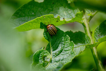 Colorado potato beetle with yellow-black stripes on a potato plant