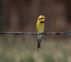 Fototapeta premium rainbow bee eater bird sitting on wire