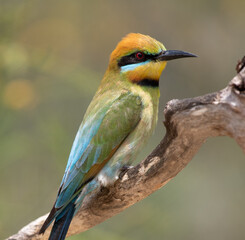 rainbow bee eater bird sitting on tree branch