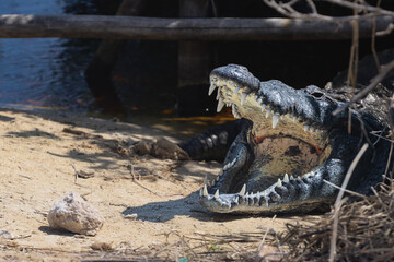 Crocodile in Cozumel Mexico