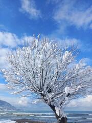 snow covered tree, winter landscape 