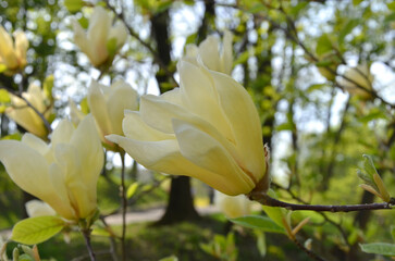  yellow magnolia 'Elizabeth' tree blossom in spring park.landscaping,growing magnolia tree concept.Free copy space. © Mariana
