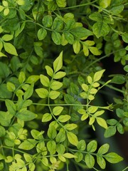 Fondo de plantas verdes despues de llover