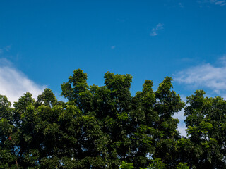 Green leaves and blue sky. Lush green trees with bright leaves are illuminated by the morning sun and the bright blue sky with thin clouds as a contrasting background. Space for text is available