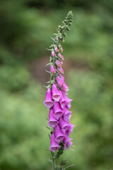 Obraz premium purple flowers in the field
