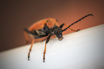 Close-Up of a Beetle Perched on a White Surface in Focus