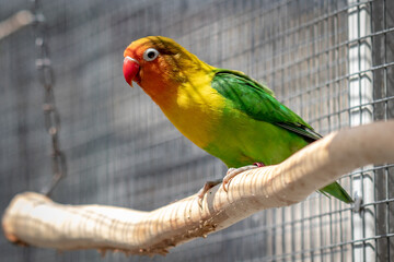parrot on a tree branch