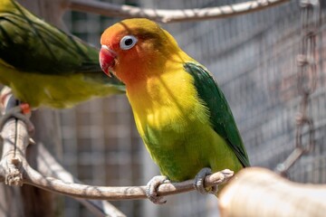 parrot on a branch