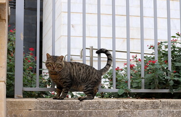 A homeless cat on the street in Tel Aviv.