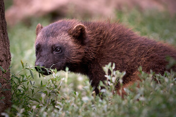 Obraz premium Wolverine in the woods