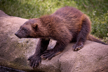 Fototapeta premium Wolverine Standing Alertly on A Rock Surrounded by Nature