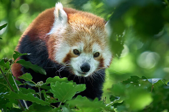 red panda in tree