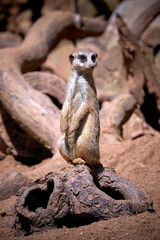 meerkat on guard