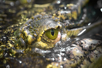 eye of a crocodile