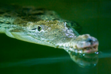 crocodile on the water