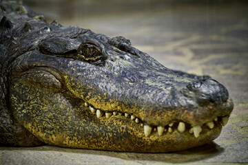 crocodile in the zoo