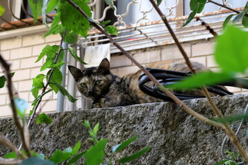 A homeless cat on the street in Tel Aviv.