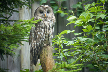 barn owl sitting on a branch