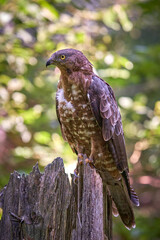 buzzard on guard