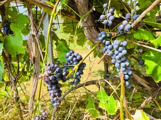 Close up of ripe purple grapes hanging on the vine in a vineyard, ready for harvest. ripe grapes on...