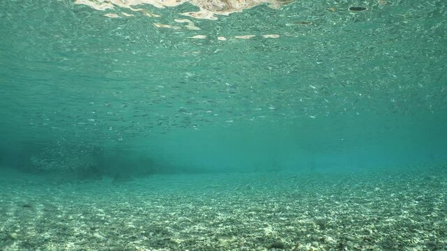 fish eating the partucles on the surface of water underwater  feeding ocean scenery of behaviour