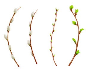 Watercolor tree branch with green leaves, willow. Willow branches and spring branches with leaves. Easter willow