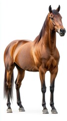 Obraz premium Muscular brown horse stands elegantly in a neutral background highlighting its strength and beauty