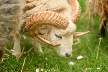 Big horn sheep grazes in a meadow and eats grass