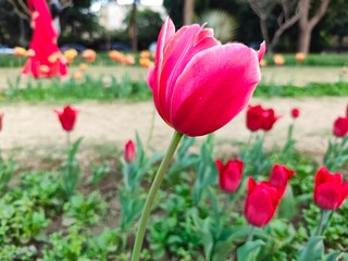 Pink Tulips flower in garden at Shantipath, Delhi India