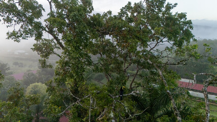 Toucan sitting on the branch in the forest, green vegetation, Costa Rica. Nature travel in central America. Two Keel-billed Toucan, Ramphastos sulfuratus, pair of bird with big bill. Wildlife.