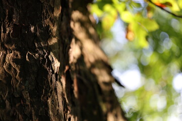 Obraz premium Tree