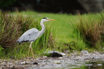 A grey heron in the nature habitat. (Ardea cinerea). Wildlife scene with a water bird. 
