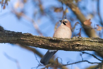 A Eurasian jay sits on the branch. Garrulus glandarius, Jay in nature habitat. Wildlife in Czech.