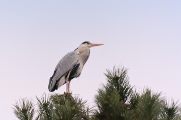 A grey heron in the nature habitat. (Ardea cinerea). Wildlife scene with a water bird. 
