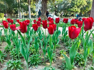 Obraz premium Red Tulips flower in garden at Shantipath, Delhi India