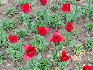 Fototapeta premium Red Tulips flower in garden at Shantipath, Delhi India