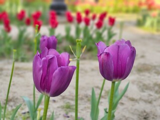 Purple Tulips flower in garden at Shantipath, Delhi India