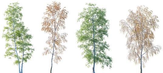 Set of 2 summer Betula populifolia and 2 autumn Betula pendula trees isolated png on a transparent background perfectly cutout