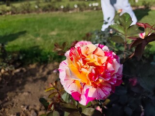 Double colour rose flower in the garden 