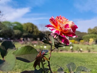 Double colour rose flower in the garden against sky