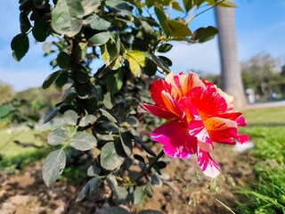 Double colour rose flower in the garden
