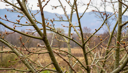 Tangled elm branches with fresh buds against distant mountains, spring symbolism