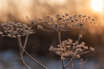 Suche zamrożone kwiaty w szronie, na łące.