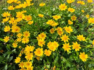Lance-leaved Coreopsis flower in the park