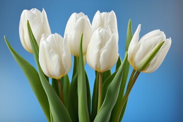 there are white tulips in a vase on a blue background