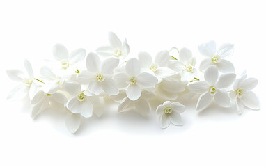 Fototapeta premium Elegant white snowdrop flowers isolated on a pristine white background, showcasing their delicate beauty