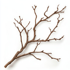 Fototapeta premium Intricate Dry Branch with Twisted Twigs Isolated on White Background